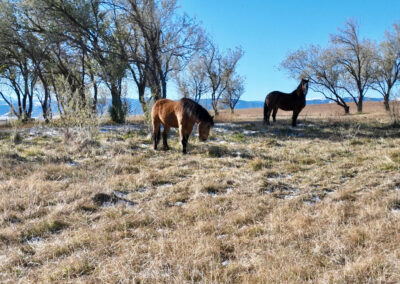 Weatherby's Saddlecrest Drive Lot 11 Sheridan Wyoming horses in the olive trees