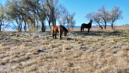 Weatherby's SaddleCrest Drive Lot 11 Sheridan Wyoming horses in the olive trees