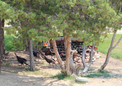 7 forest lawn drive turkeys