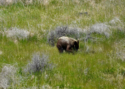 holmes ranch black bear foraging