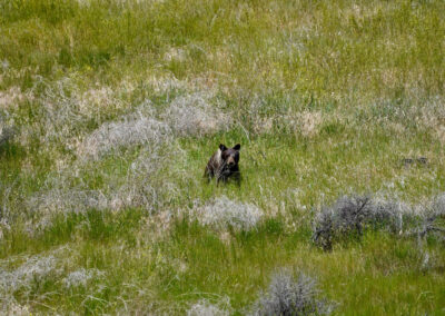 holmes ranch black bear in the grass