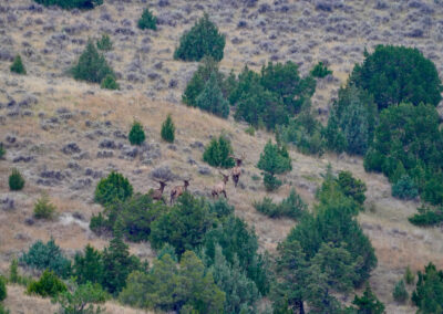 South Deer Creek Ranch bull elk 3
