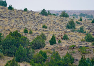 South Deer Creek Ranch bull elk fall