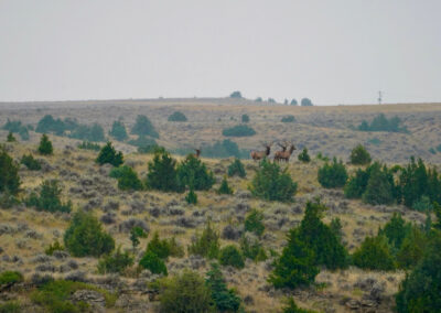 South Deer Creek Ranch bull elk feature