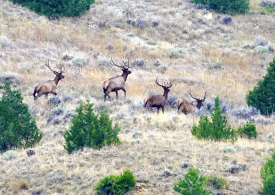 South Deer Creek Ranch bull elk on the move