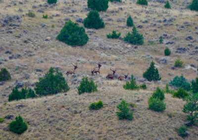 South Deer Creek Ranch elk