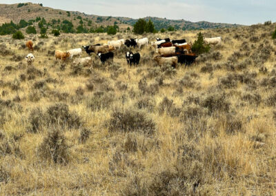 South Deer Creek Ranch fall grazing