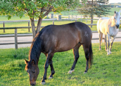 horses in a paddock