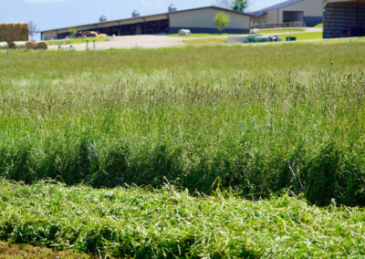 alfalfa grass mix