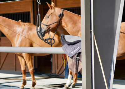 content horses