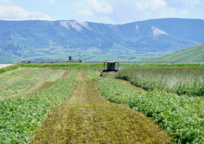 great hay