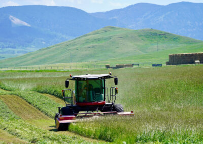 heavy windrows