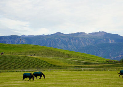 horses and haying
