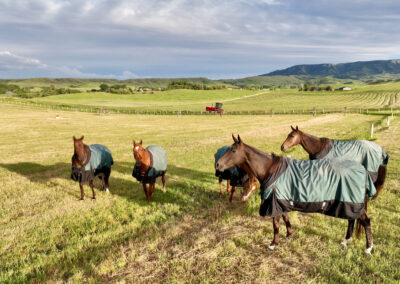 horses in the exercise paddock