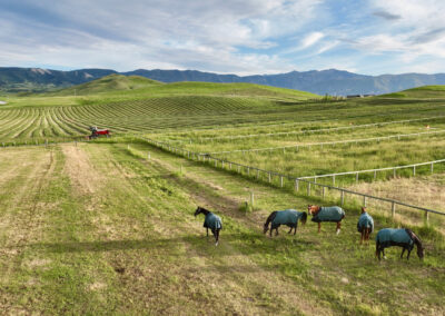 horses paddocks and hay field