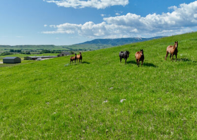 mare pasture