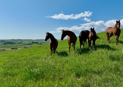 mares on hill