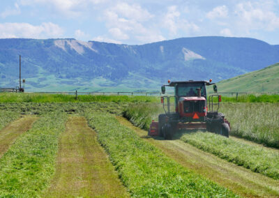 swathing hay with a view