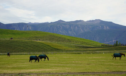 Clearwater West Big Horn Equine
