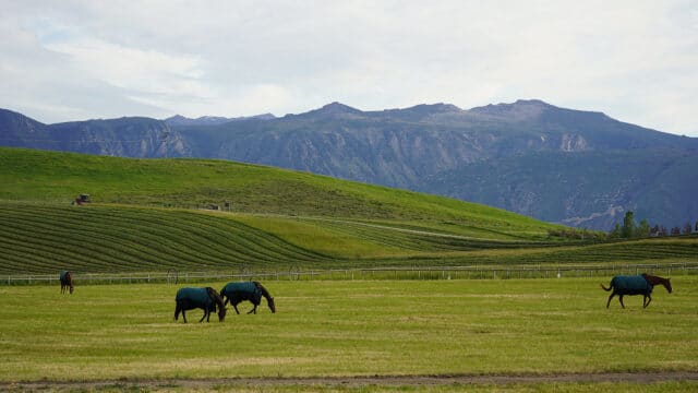 Clearwater West Big Horn Equine