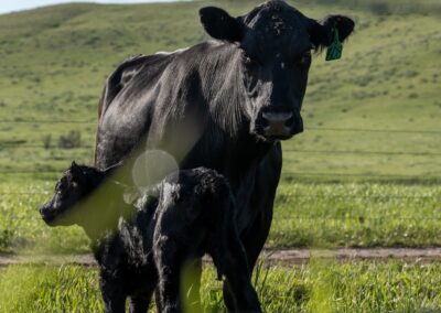 icon global cato ranch web 43