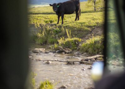 icon global cato ranch web 46