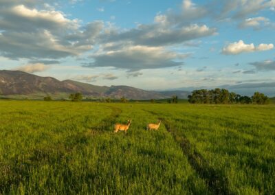 icon global cato ranch web 70