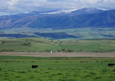 cattle grazing with snowy bighorns in background