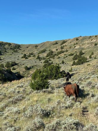 wild horse creek ranch cattle landscape