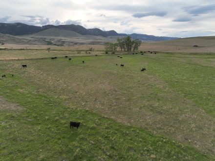 cows grazing