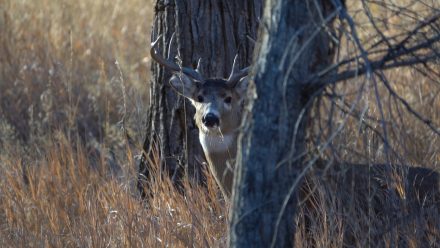 Whitetail buck in creek bottom